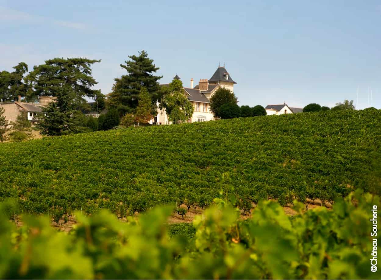 Loire Secrets - Séminaire dans un domaine viticole vignes - Val de Loire